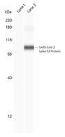 SARS-CoV-2 Spike Glycoprotein Antibody - Capillary Western Analysis of anti-SARS-CoV-2 Spike Glycoprotein antibody (LS-A13540, 1 mg/ml) using 12-230 kDa separation module. Lane 1: Negative Control, buffer only; Lane 2: SARS-CoV-2 Spike Glycoprotein (1 ng/µl). (Protein Simple Virtual Blot)