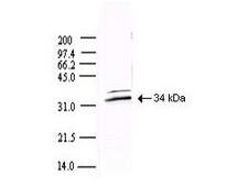 SARS-CoV 3CL Protease Antibody - Anti-SARS CoV 3CL Protease Antibody - Western Blot. Western blot of Protein A Purified anti-SARS CoV 3CL Protease antibody shows detection of a 34-kD band corresponding to the protein. Approx. 100 ng of protein was loaded for SDS-PAGE and transferred onto nitrocellulose. The blot was incubated with a 1:5000 dilution of the antibody at room temperature for 1 h followed by detection using IRDye800 labeled Goat-a-Rabbit IgG [H&L] ( diluted 1:10000. The fluorescence image was captured using the Odyssey Infrared Imaging System developed by LI-COR. IRDye is a trademark of LI-COR, Inc. Other detection systems will yield similar results.