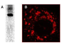 SARS-CoV NSP8 Antibody - Immunoprecipitation followed by western blotting using Anti-nsp8 shows a predominant band at 21.8 kDa corresponding to full length SARS protein (panel A). Immunofluorescence Microscopy using anti-nsp8 6-h post infection of Vero-E6 cells (Panel B). For detection Cy3 conjugated Goat-anti-Rabbit IgG MX (611-104-122) was used. Personal Communication, Eric Snijder, Leiden University Medical Center, Leiden, Netherlands.