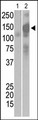 SARS-CoV Spike Glycoprotein Antibody - The anti-SARS-Sm Pab is used in Western blot to detect recombinant Spike proteins, aa17-537 (Lane 1) and aa17-756 (Lane 2).