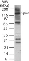 SARS-CoV Spike Glycoprotein Antibody - Western blot of SARS-Spike protein in full-length transfected mouse melanoma cell lysate using antibody at 2 ug/ml.
