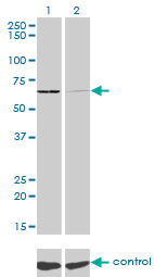 SARS / Serine-tRNA Ligase Antibody - Western blot of SARS over-expressed 293 cell line, cotransfected with SARS Validated Chimera RNAi (Lane 2) or non-transfected control (Lane 1). Blot probed with SARS monoclonal antibody, clone 1H4. GAPDH ( 36.1 kD ) used as specificity an.