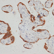 SARS2 / SYS Antibody - Immunohistochemistry of paraffin-embedded human placenta using SARS2 antibody at dilution of 1:100 (40x lens).