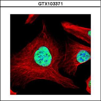SART1 Antibody - Confocal immunofluorescence analysis (Olympus FV10i) of paraformaldehyde-fixed U2OS using SART1 antibody (Green) at 1:500 dilution. Alpha-tubulin filaments were labeled with alpha-tubulin antibody (Red) at 1:2000.