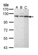 SART1 Antibody - Sample (30 ug of whole cell lysate). A: H1299, B: Hela, C: Molt-4 . 7.5% SDS PAGE. SART1 antibody diluted at 1:5000.