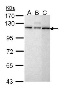 SART1 Antibody - Sample (30 ug of whole cell lysate). A: H1299, B: Hela, C: Molt-4 . 7.5% SDS PAGE. SART1 antibody diluted at 1:5000.