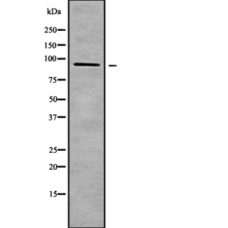 SART1 Antibody - Western blot analysis SART1 using HepG2 whole cells lysates