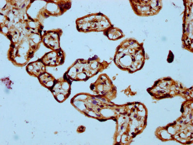 SASH1 Antibody - Immunohistochemistry Dilution at 1:300 and staining in paraffin-embedded human placenta tissue performed on a Leica BondTM system. After dewaxing and hydration, antigen retrieval was mediated by high pressure in a citrate buffer (pH 6.0). Section was blocked with 10% normal Goat serum 30min at RT. Then primary antibody (1% BSA) was incubated at 4°C overnight. The primary is detected by a biotinylated Secondary antibody and visualized using an HRP conjugated SP system.