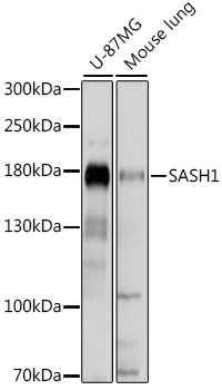 SASH1 Antibody - Western blot analysis of extracts of various cell lines, using SASH1 antibody at 1:1000 dilution. The secondary antibody used was an HRP Goat Anti-Rabbit IgG (H+L) at 1:10000 dilution. Lysates were loaded 25ug per lane and 3% nonfat dry milk in TBST was used for blocking. An ECL Kit was used for detection and the exposure time was 5s.