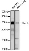SASH1 Antibody - Western blot analysis of extracts of various cell lines, using SASH1 antibody at 1:1000 dilution. The secondary antibody used was an HRP Goat Anti-Rabbit IgG (H+L) at 1:10000 dilution. Lysates were loaded 25ug per lane and 3% nonfat dry milk in TBST was used for blocking. An ECL Kit was used for detection and the exposure time was 5s.