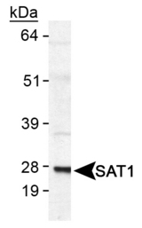 SAT1 / SAT Antibody - Detection of SAT1 in human SAT1 transfected lysate.  This image was taken for the unconjugated form of this product. Other forms have not been tested.