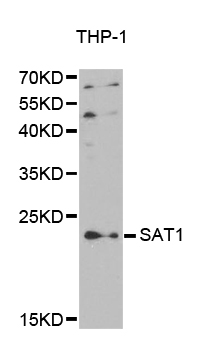 SAT1 / SAT Antibody - Western blot analysis of extracts of various cell lines.