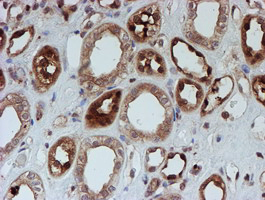 SAT2 Antibody - IHC of paraffin-embedded Human Kidney tissue using anti-SAT2 mouse monoclonal antibody.