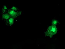 SAT2 Antibody - Anti-SAT2 mouse monoclonal antibody immunofluorescent staining of COS7 cells transiently transfected by pCMV6-ENTRY SAT2.
