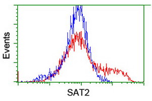 SAT2 Antibody - HEK293T cells transfected with either overexpress plasmid (Red) or empty vector control plasmid (Blue) were immunostained by anti-SAT2 antibody, and then analyzed by flow cytometry.