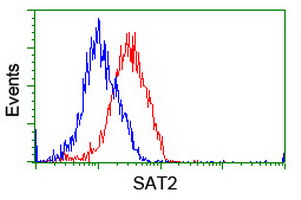 SAT2 Antibody - Flow cytometry of HeLa cells, using anti-SAT2 antibody (Red), compared to a nonspecific negative control antibody (Blue).
