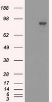 SATB1 Antibody - HEK293T cells were transfected with the pCMV6-ENTRY control (Left lane) or pCMV6-ENTRY SATB1 (Right lane) cDNA for 48 hrs and lysed. Equivalent amounts of cell lysates (5 ug per lane) were separated by SDS-PAGE and immunoblotted with anti-SATB1.