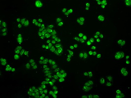 SATB1 Antibody - Immunofluorescent staining of HT29 cells using anti-SATB1 mouse monoclonal antibody.