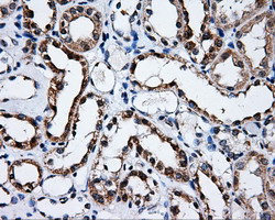 SATB1 Antibody - IHC of paraffin-embedded Kidney tissue using anti-SATB1 mouse monoclonal antibody. (Dilution 1:50).