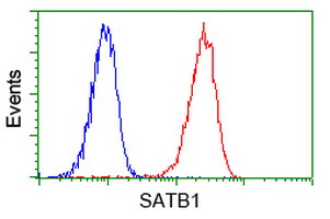SATB1 Antibody - Flow cytometry of Jurkat cells, using anti-SATB1 antibody, (Red) compared to a nonspecific negative control antibody (Blue).