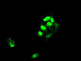 SATB1 Antibody - Anti-SATB1 mouse monoclonal antibody  immunofluorescent staining of COS7 cells transiently transfected by pCMV6-ENTRY SATB1.
