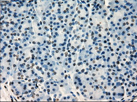 SATB1 Antibody - IHC of paraffin-embedded pancreas tissue using anti-SATB1 mouse monoclonal antibody. (Dilution 1:50).