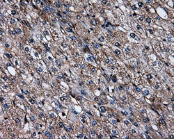 SATB1 Antibody - IHC of paraffin-embedded liver tissue using anti-SATB1 mouse monoclonal antibody. (Dilution 1:50).