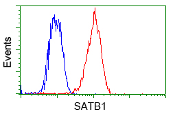 SATB1 Antibody - Flow cytometry of Jurkat cells, using anti-SATB1 antibody, (Red) compared to a nonspecific negative control antibody (Blue).