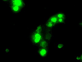 SATB1 Antibody - Anti-SATB1 mouse monoclonal antibody  immunofluorescent staining of COS7 cells transiently transfected by pCMV6-ENTRY SATB1.