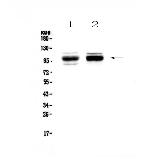 SATB1 Antibody - Western blot - Anti-SATB1 Picoband antibody