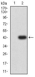 SATB2 Antibody - Western blot analysis using SATB2 mAb against HEK293 (1) and SATB2 (AA: 377-499)-hIgGFc transfected HEK293 (2) cell lysate.