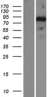 SATB2 Protein - Western validation with an anti-DDK antibody * L: Control HEK293 lysate R: Over-expression lysate