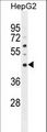 SATL1 Antibody - SATL1 Antibody western blot of HepG2 cell line lysates (35 ug/lane). The SATL1 antibody detected the SATL1 protein (arrow).