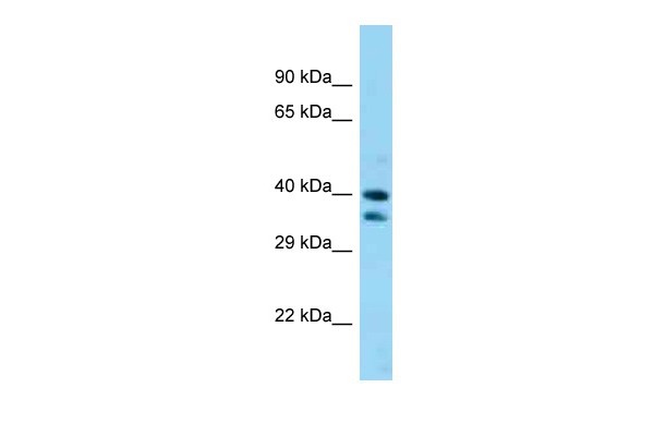 SAV1 / WW45 Antibody - Western blot analysis of SAV1 expression in Mouse Brain lysate.  Concentration: 1.0ug/ml.  This image was taken for the unconjugated form of this product. Other forms have not been tested.