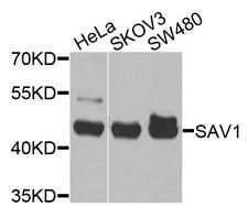 SAV1 / WW45 Antibody - Western blot analysis of extracts of various cells.