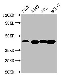 SAV1 / WW45 Antibody - Western Blot Positive WB detected in: 293T whole cell lysate, A549 whole cell lysate, PC-3 whole cell lysate, MCF-7 whole cell lysate All lanes: SAV1 antibody at 3.64µg/ml Secondary Goat polyclonal to rabbit IgG at 1/50000 dilution Predicted band size: 45 kDa Observed band size: 45 kDa
