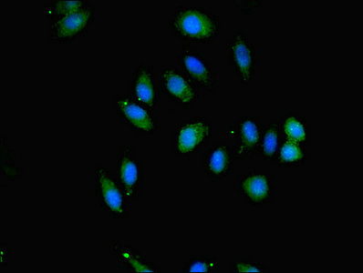 SAV1 / WW45 Antibody - Immunofluorescent analysis of A549 cells cells diluted at 1:100 and Alexa Fluor 488-congugated AffiniPure Goat Anti-Rabbit IgG(H+L)