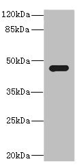 SAV1 / WW45 Antibody - Western blot All Lanes: SAV1 antibody IgG at 1.62ug/ml+ 293T whole cell lysate Secondary Goat polyclonal to rabbit IgG at 1/10000 dilution Predicted band size: 45 kDa Observed band size: 45 kDa