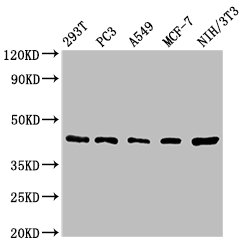 SAV1 / WW45 Antibody - Western Blot Positive WB detected in: 293T whole cell lysate, PC-3 whole cell lysate, A549 whole cell lysate, MCF-7 whole cell lysate, NIH/3T3 whole cell lysate All lanes: SAV1 antibody at 1.62µg/ml Secondary Goat polyclonal to rabbit IgG at 1/50000 dilution Predicted band size: 45 kDa Observed band size: 45 kDa