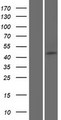 SAXO2 / FAM154B Protein - Western validation with an anti-DDK antibody * L: Control HEK293 lysate R: Over-expression lysate