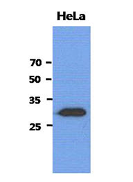 SBDS Antibody - Western Blot: The cell lysates of HeLa (40 ug) were resolved by SDS-PAGE, transferred to PVDF membrane and probed with anti-human SBDS antibody (1:3000). Proteins were visualized using a goat anti-mouse secondary antibody conjugated to HRP and an ECL detection system.