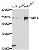SBF1 / MTMR5 Antibody - Western blot analysis of extracts of various cell lines, using SBF1 antibody at 1:3000 dilution. The secondary antibody used was an HRP Goat Anti-Rabbit IgG (H+L) at 1:10000 dilution. Lysates were loaded 25ug per lane and 3% nonfat dry milk in TBST was used for blocking. An ECL Kit was used for detection and the exposure time was 90s.