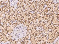 SBNO2 Antibody - Immunochemical staining of human SBNO2 in human kidney with rabbit polyclonal antibody at 1:100 dilution, formalin-fixed paraffin embedded sections.