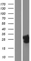 SBSN Protein - Western validation with an anti-DDK antibody * L: Control HEK293 lysate R: Over-expression lysate