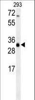 SC4MOL Antibody - ERG25 Antibody western blot of 293 cell line lysates (35 ug/lane). The ERG25 antibody detected the ERG25 protein (arrow).