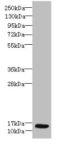 SCA2 / LY6E Antibody - Western blot All lanes: Ly6e antibody at 8µg/ml + Hela whole cell lysate Secondary Goat polyclonal to rabbit IgG at 1/10000 dilution Predicted band size: 14 kDa Observed band size: 14 kDa