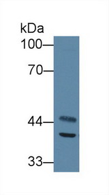 SCAD / ACADS Antibody - Western Blot; Sample: Mouse Heart lysate; Primary Ab: 1µg/ml Rabbit Anti-Mouse ACADS Antibody Second Ab: 0.2µg/mL HRP-Linked Caprine Anti-Rabbit IgG Polyclonal Antibody