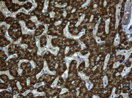SCAD / ACADS Antibody - IHC of paraffin-embedded Human liver tissue using anti-ACADS mouse monoclonal antibody.