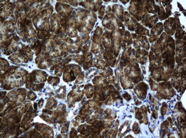 SCAD / ACADS Antibody - IHC of paraffin-embedded Human pancreas tissue using anti-ACADS mouse monoclonal antibody.