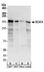 SCAF4 Antibody - Detection of Human SCAF4 by Western Blot. Samples: Whole cell lysate from 293T (15 and 50 ug), HeLa (50 ug), and Jurkat (50 ug) cells. Antibodies: Affinity purified rabbit anti-SCAF4 antibody used for WB at 0.4 ug/ml. Detection: Chemiluminescence with an exposure time of 30 seconds.